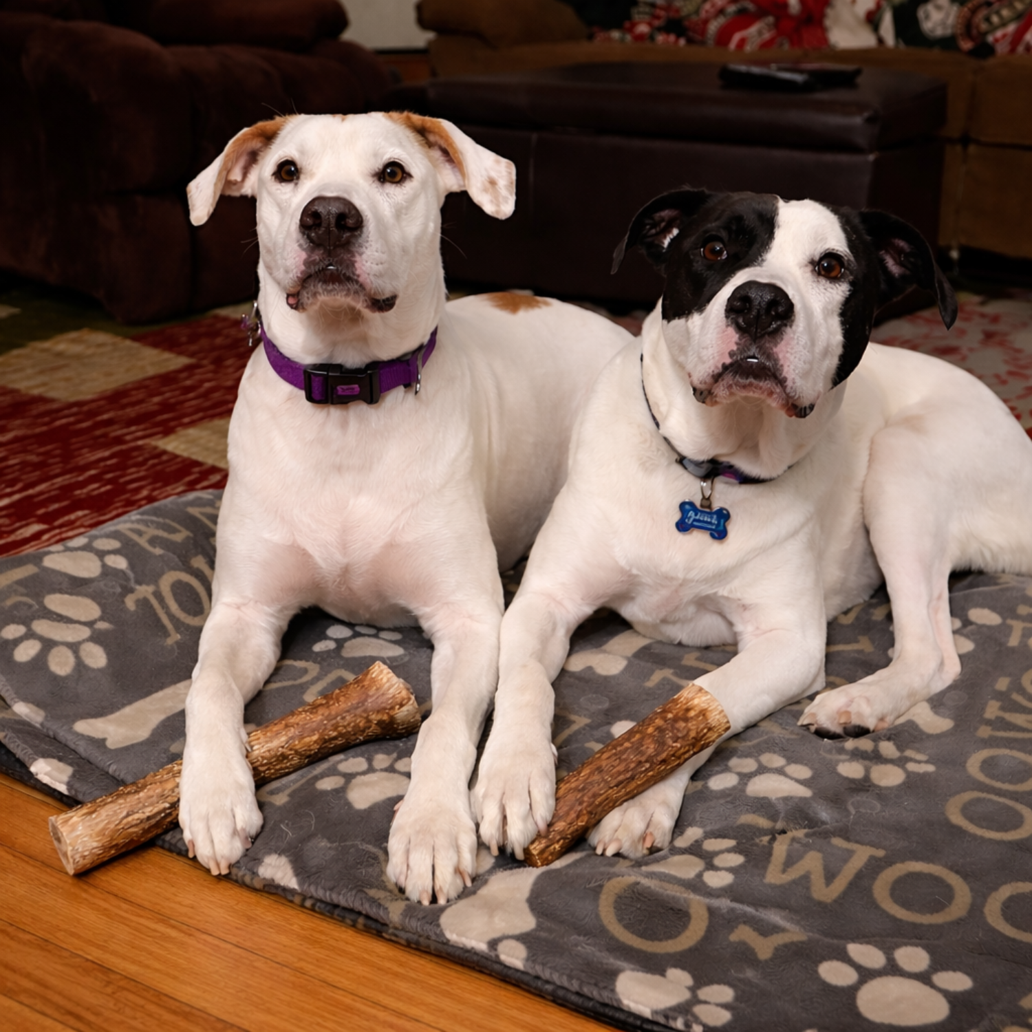 Two medium-sized dogs lying on a dog bed indoors, each holding a natural elk antler dog chew from the Elk Antler collection