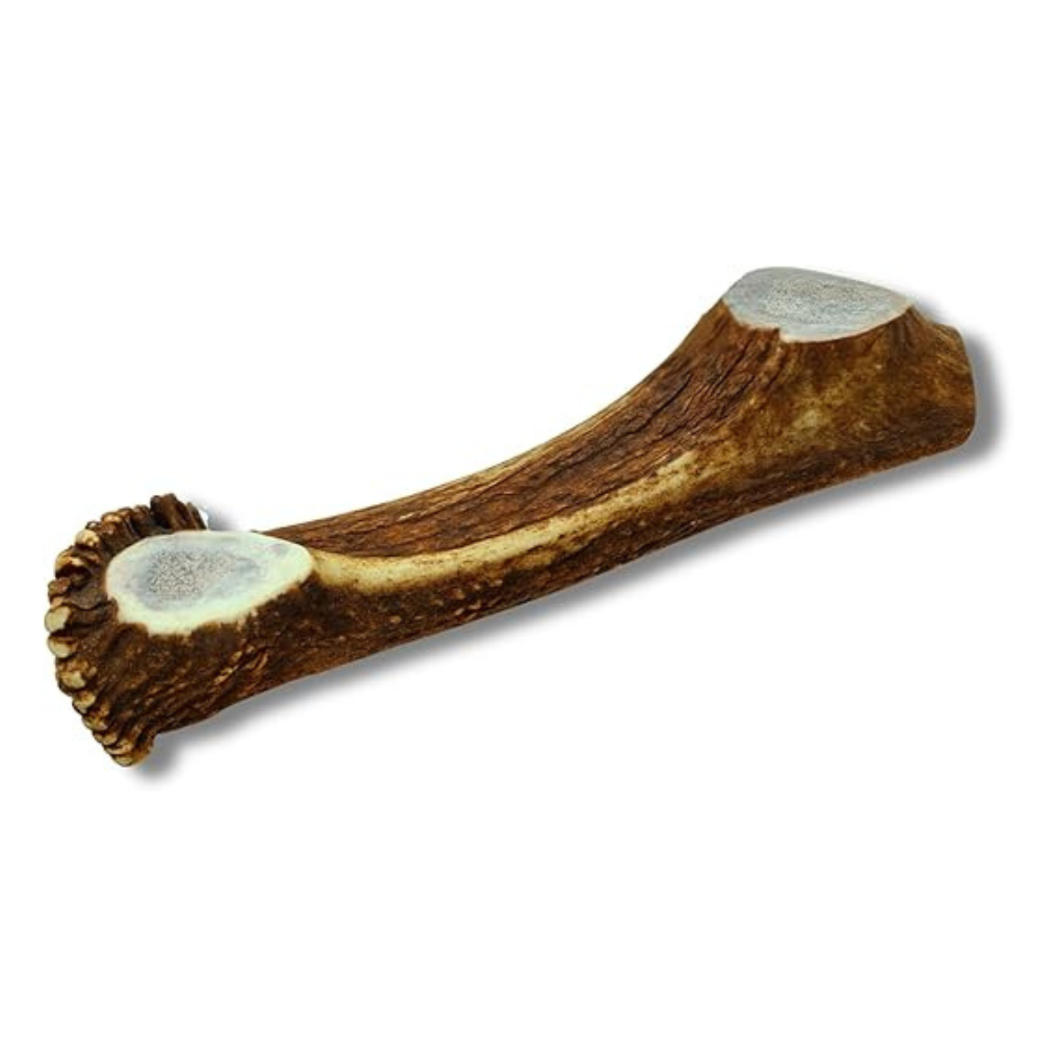 Large split elk antler dog chew, Grade A quality, naturally shed and sourced in the USA, natural dog chew with exposed marrow and no preservatives.