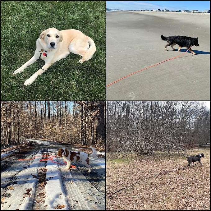 Dogs using Biothane Long Lead Lines outdoors – waterproof training leashes for recall, obedience, and safe off-leash play in various environments.