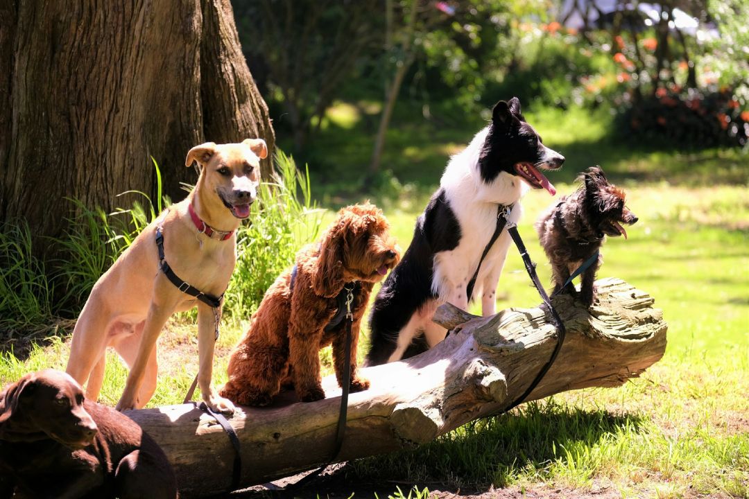 Group of trained dogs sitting on a log during an outdoor training session in a sunny park.