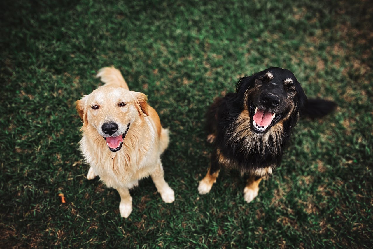 happy-golden-retriever-and-black-dog-smiling-on-green-grass