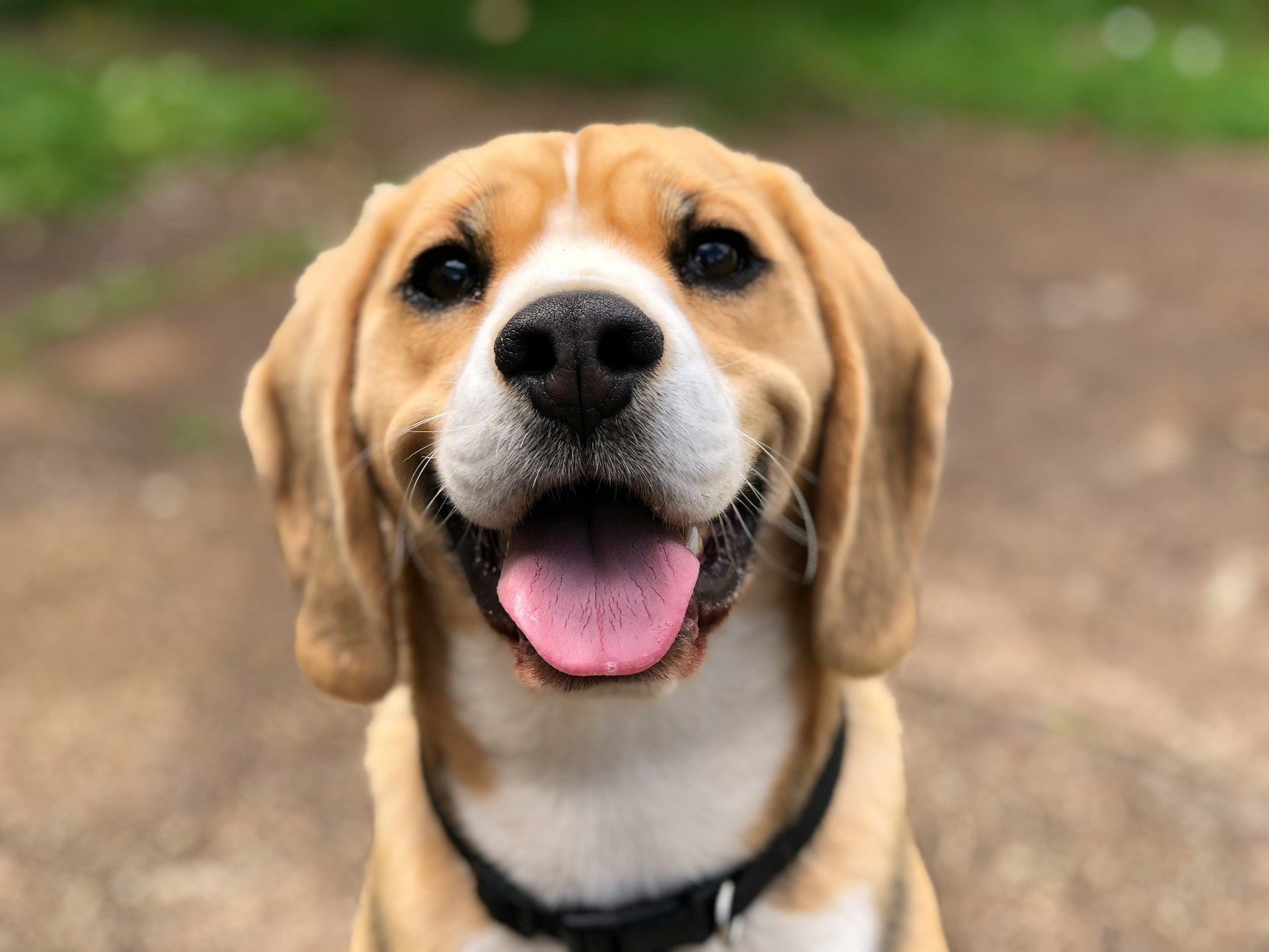 jim-hodges-dog-training-happy-dog