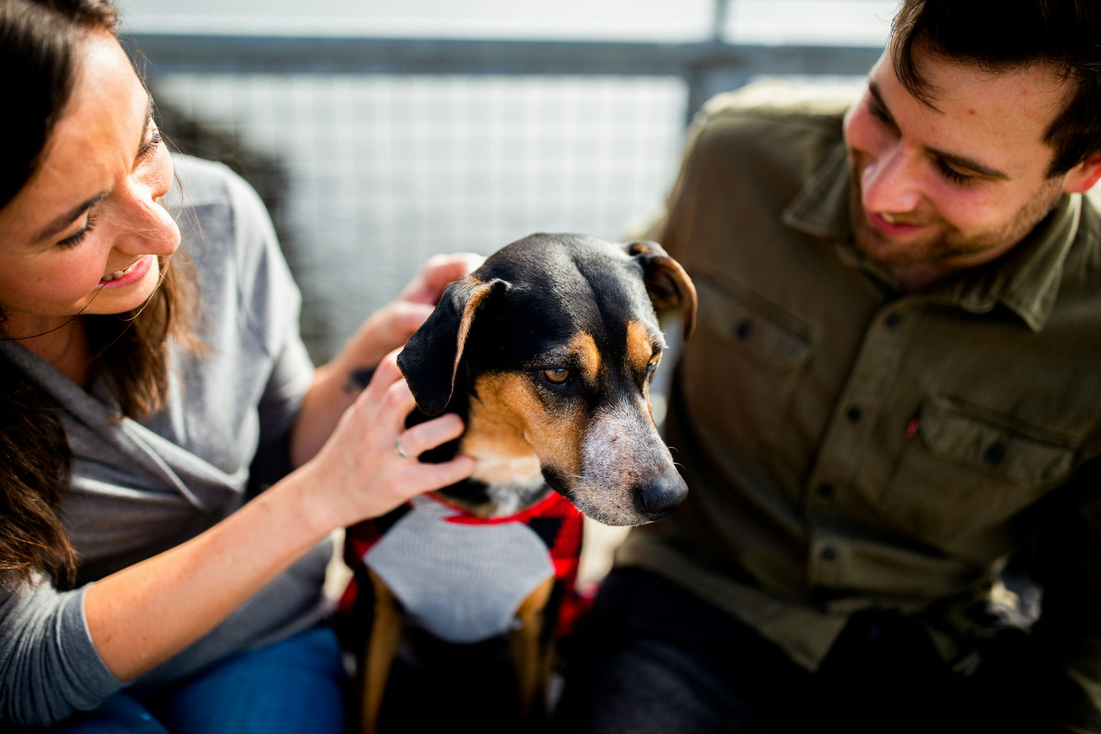 A calm dog bonding with its owners during a positive training session at Jim Hodges Dog Training Inc.