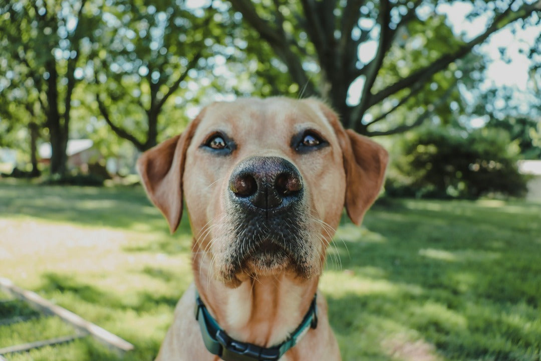 Close-up of a yellow Labrador outdoors in a park, looking attentive and calm, representing Jim Hodges Dog Training Inc.’s focus on obedience and confident canine behavior.