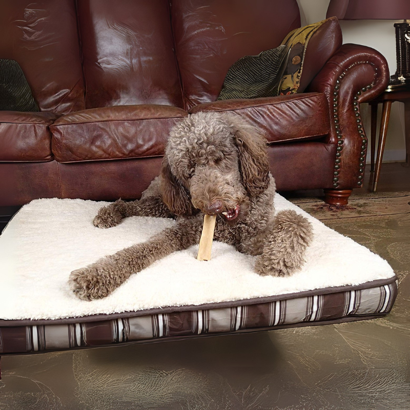 Curly-haired dog enjoying Yak Snak Himalayan dog chew made from natural yak milk cheese.