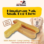Himalayan Yak Snak Dog Chew made in Nepal, 100% natural long-lasting odor-free yak milk dog chew with golden retriever.