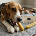 Beagle dog chewing Yak Snak Himalayan Dog Chew XXL made from natural yak and cow milk, long-lasting edible dog treat for dental health and chewing support